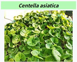 Centella Asiatica